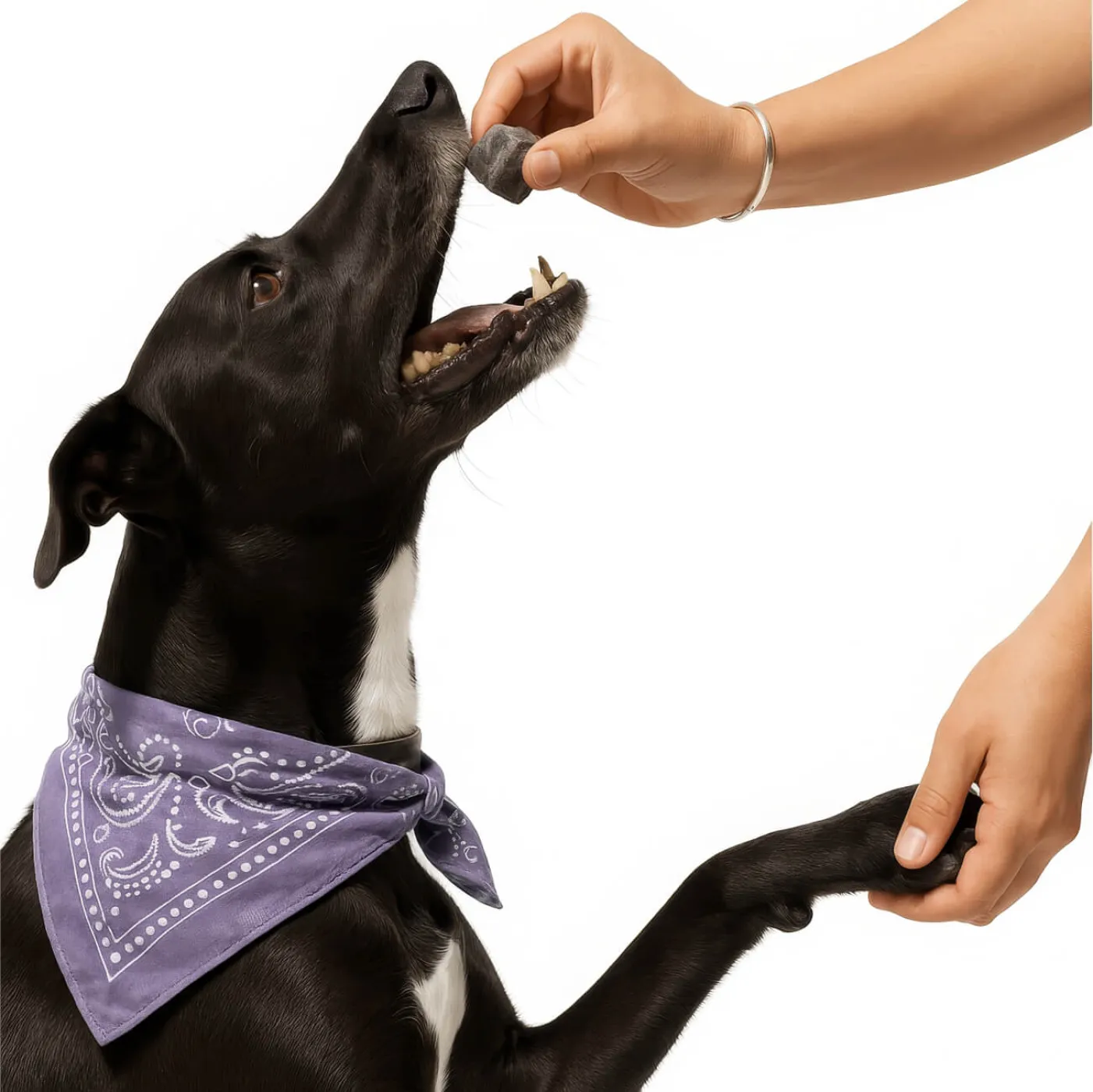 Freeze-dried beef lungs with blueberries