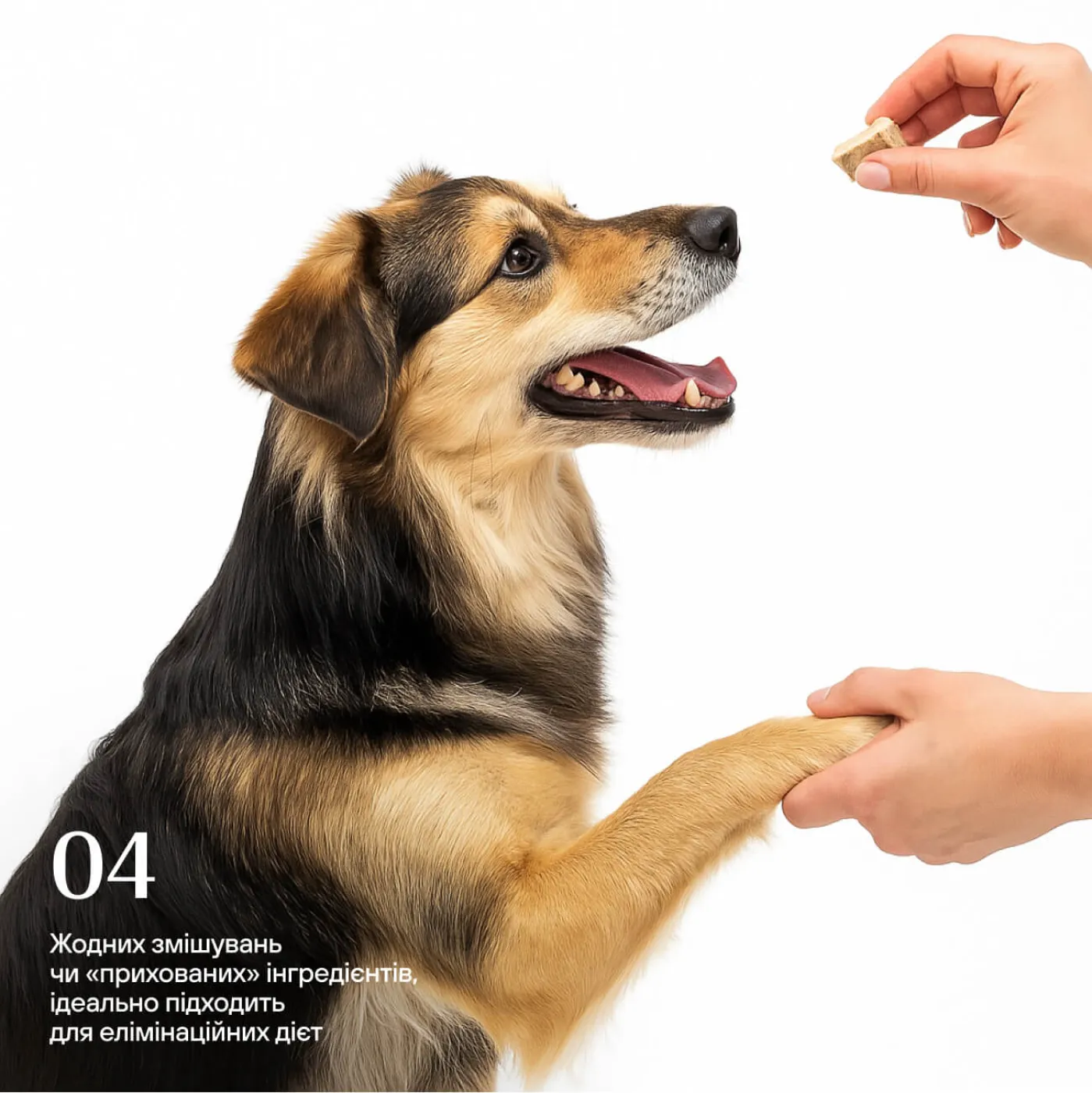 Freeze-dried beef tripe